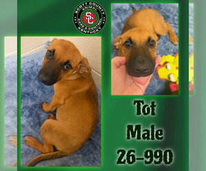 Labrador Retriever-Unknown Mix Dogs for adoption in Georgetown, KY, USA