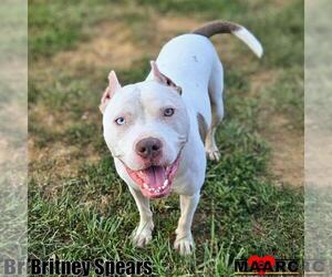 American Pit Bull Terrier Dogs for adoption in Maryville, TN, USA