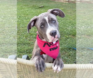 American Pit Bull Terrier-Unknown Mix Dogs for adoption in Spring Lake, NJ, USA