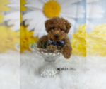 Small Photo #4 Poodle (Toy) Puppy For Sale in RIPLEY, MS, USA