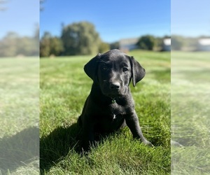Labrador Retriever Dog for Adoption in FREDERICKSBG, Ohio USA
