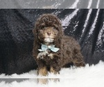 Puppy Brownie F1B Poodle (Toy)-Schnoodle (Miniature) Mix