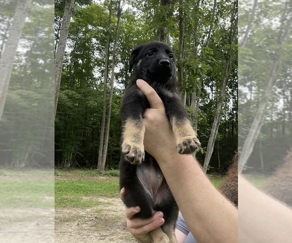 Medium Photo #3 German Shepherd Dog Puppy For Sale in WEST POINT, VA, USA