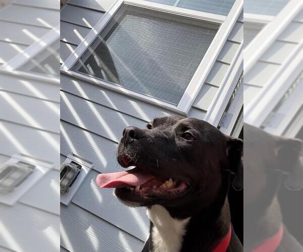 Medium Photo #5 American Pit Bull Terrier-Labrador Retriever Mix Puppy For Sale in Holly Springs, NC, USA