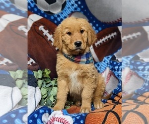 Golden Retriever Puppy for sale in OXFORD, PA, USA