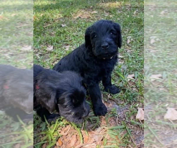 Medium Photo #13 Doodle-Goldendoodle Mix Puppy For Sale in DADE CITY, FL, USA