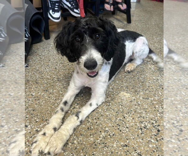 Medium Photo #1 Mutt Puppy For Sale in Lexington Park, MD, USA