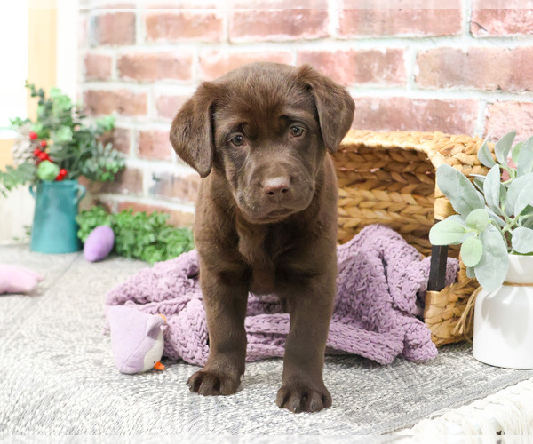 Medium Photo #4 Labrador Retriever Puppy For Sale in SYRACUSE, IN, USA