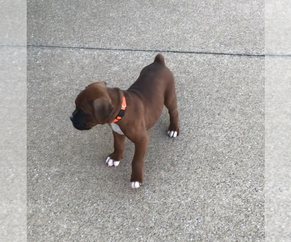 Medium Photo #5 Boxer Puppy For Sale in APPLE CREEK, OH, USA