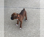 Small #4 Boxer