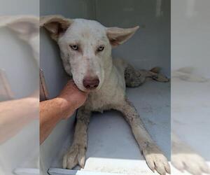 Siberian Husky-Unknown Mix Dogs for adoption in Houston, TX, USA