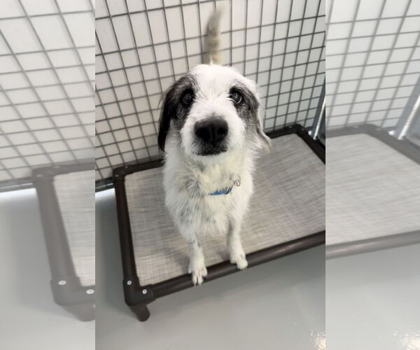 Medium Photo #1 Mutt Puppy For Sale in Chico, CA, USA