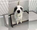 Small Mutt