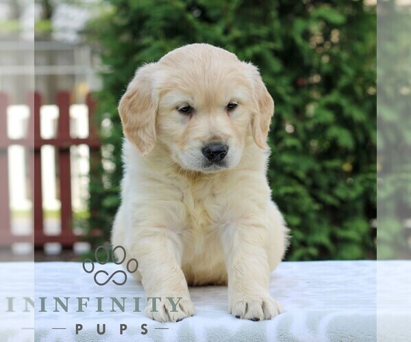 Medium Photo #4 Golden Retriever Puppy For Sale in MANHEIM, PA, USA