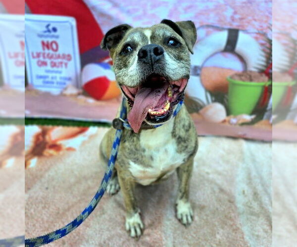 Medium Photo #1 Bullboxer Pit Puppy For Sale in Long Beach, CA, USA