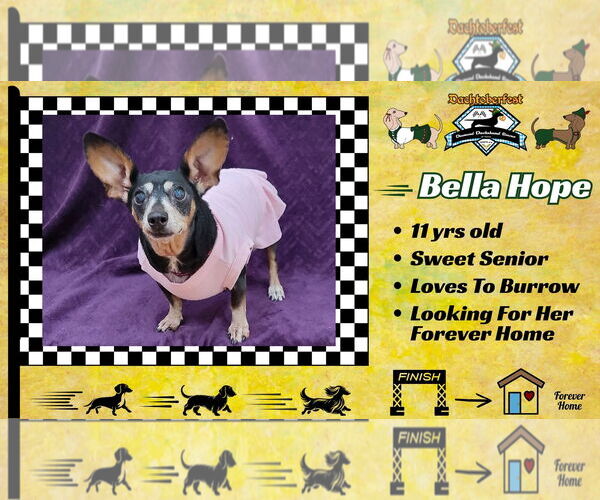 Medium Photo #30 Dachshund-Unknown Mix Puppy For Sale in San Antonio, TX, USA