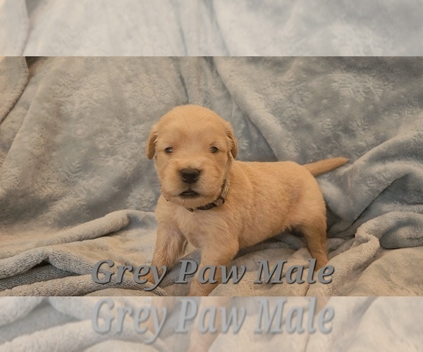 Medium Photo #6 Golden Retriever Puppy For Sale in CRAWFORDVILLE, FL, USA