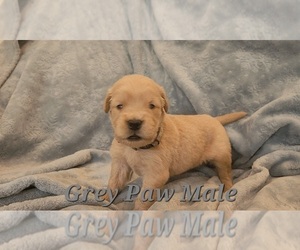 Medium Golden Retriever