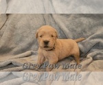 Puppy Grey Paw Male Golden Retriever