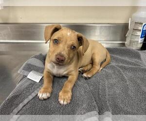 Medium American Pit Bull Terrier-Dachshund Mix