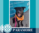 Small #28 Border Collie Mix