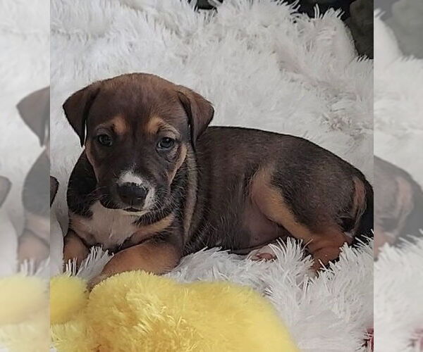 Medium Photo #4 Mutt Puppy For Sale in OKLAHOMA CITY, OK, USA