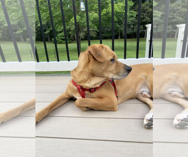 Medium Photo #7 Labrador Retriever-Unknown Mix Puppy For Sale in Oakhurst, NJ, USA