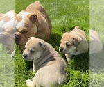 Small Photo #7 English Bulldog Puppy For Sale in COVINGTON, WA, USA