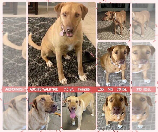 Medium Photo #1 Black Mouth Cur-Unknown Mix Puppy For Sale in Mesa, AZ, USA