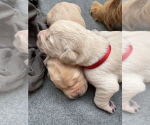 Medium Golden Labrador