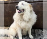 Small #5 Great Pyrenees