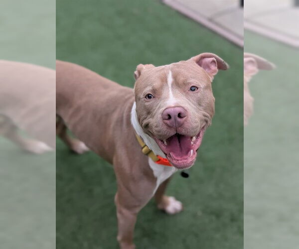 Medium Photo #1 Mutt Puppy For Sale in Sacramento, CA, USA