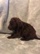 Small Photo #1 Labradoodle Puppy For Sale in FRUITA, CO, USA