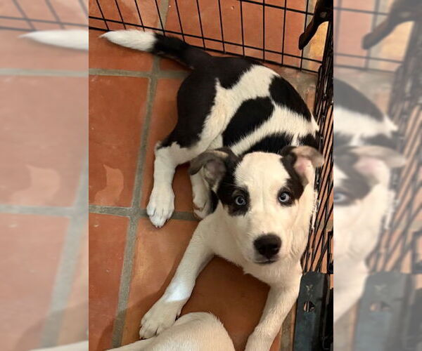 Medium Photo #3 Huskies -Unknown Mix Puppy For Sale in Mesa, AZ, USA
