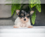 Puppy Flora Yorkshire Terrier