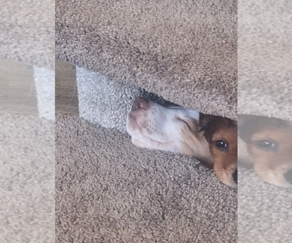 Medium Photo #14 Dachshund Puppy For Sale in DALTON, MN, USA