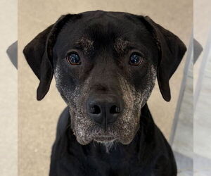 Mutt Dogs for adoption in Jefferson, WI, USA