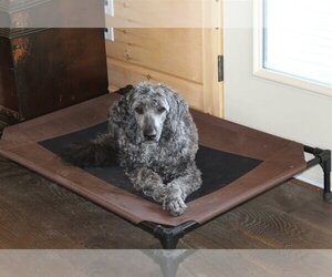 Valen - Male Sheepadoodle Dog for Adoption - Photo #7