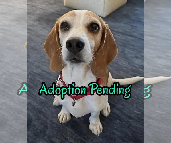 Medium Photo #1 Beagle Puppy For Sale in Dunnellon, FL, USA