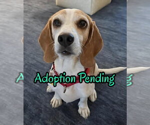 Beagle Dogs for adoption in Dunnellon, FL, USA