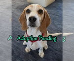 Teela - Female Beagle Dog for Adoption - Small photo