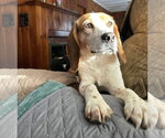 Small #2 Beagle