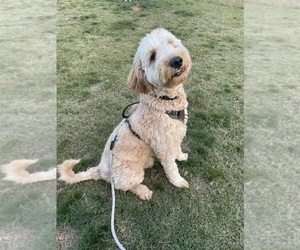 Goldendoodle Puppy for sale in LANCASTER, SC, USA