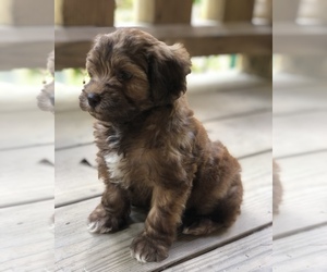 YorkiePoo Puppy for sale in STRUNK, KY, USA