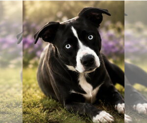 American Staffordshire Terrier-Siberian Husky Mix Dogs for adoption in Euless, TX, USA