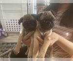Small Photo #3 Pug Puppy For Sale in MARTINSBURG, WV, USA