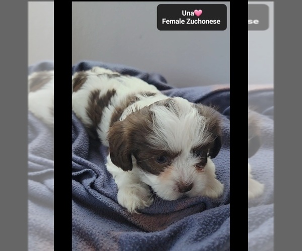 Medium Photo #2 Havanese-Zuchon Mix Puppy For Sale in TUCSON, AZ, USA