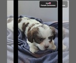 Small #1 Havanese-Zuchon Mix