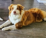 Small Photo #1 Australian Shepherd Puppy For Sale in CLEARWATER, FL, USA