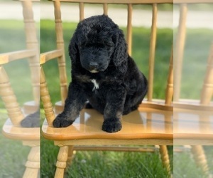Goldendoodle Puppy for sale in MARYVILLE, MO, USA